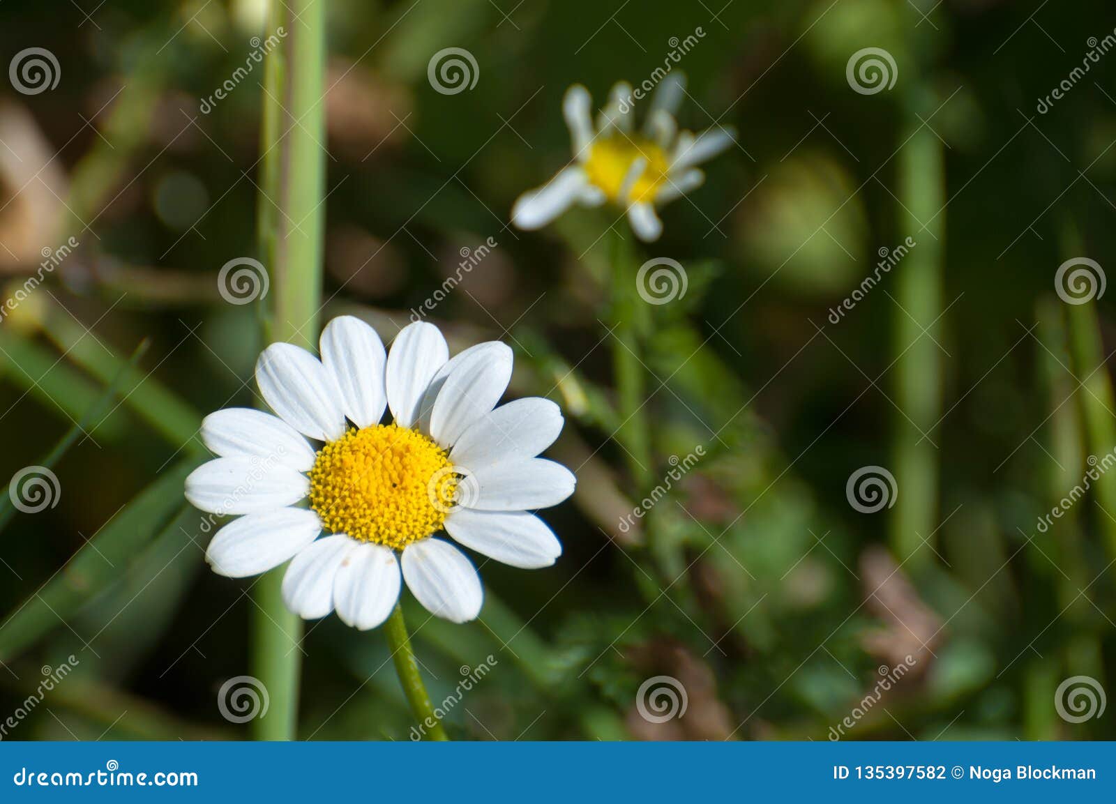 white and yellow flower in nature